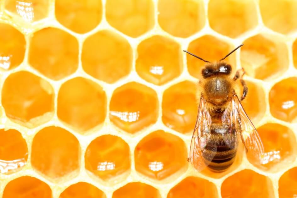 Honey bee